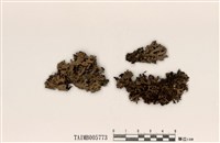 藏品(偽白邊梅衣屬)的圖片